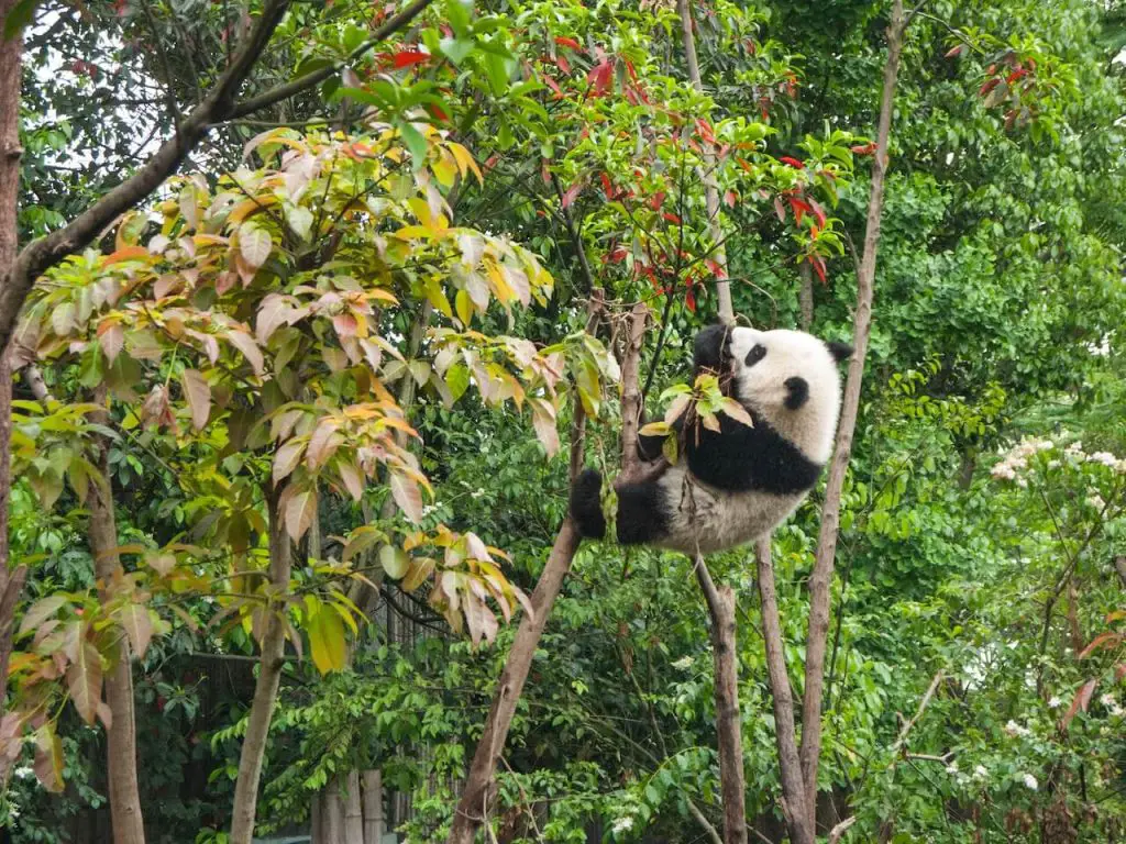 101 Pandas Exercises For Data Analysis Machine Learning Plus